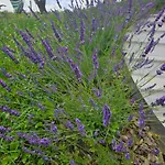 Hojnik * Videm pri Ptuju