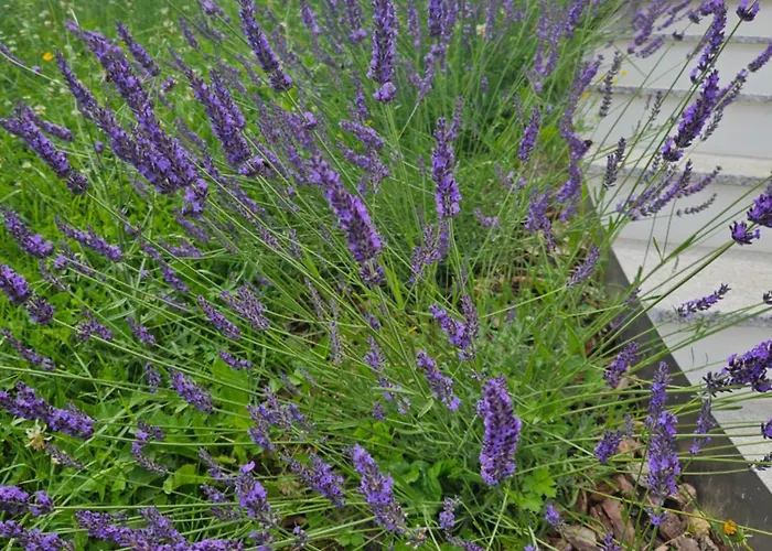 Hojnik * Videm pri Ptuju